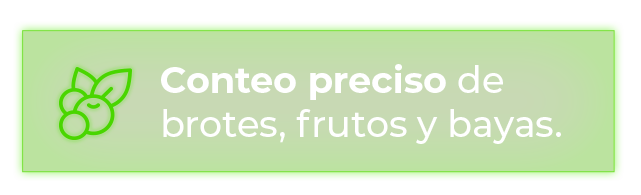 Conteo preciso de brotes, frutos y bayas